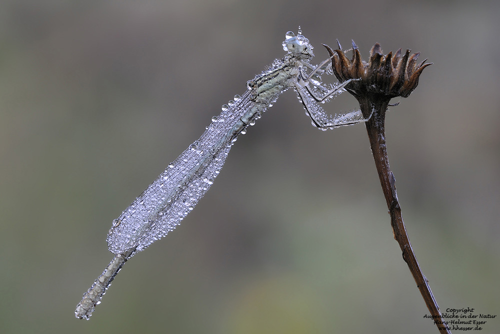 Gemeine Federlibelle (Platycnemis pennipes)