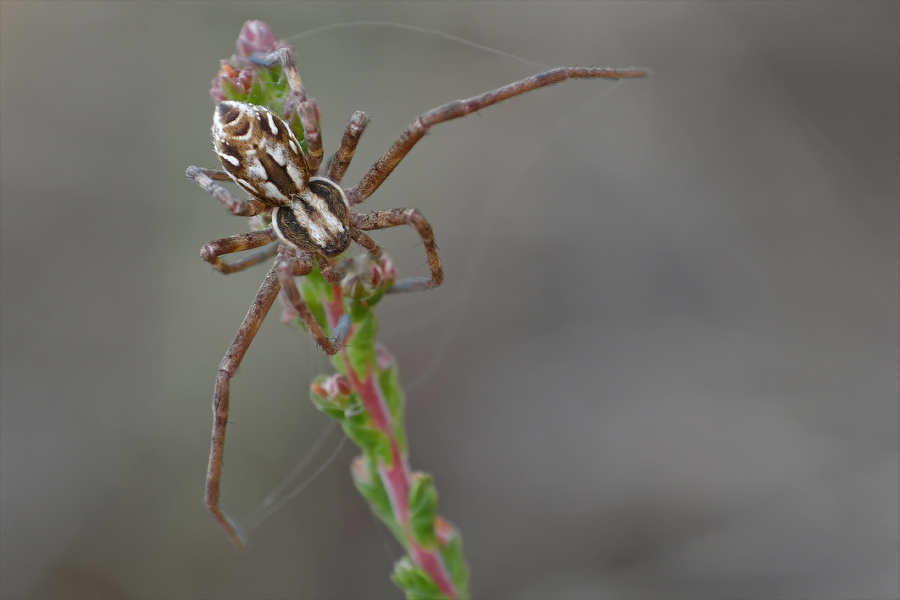 Philodromus histrio