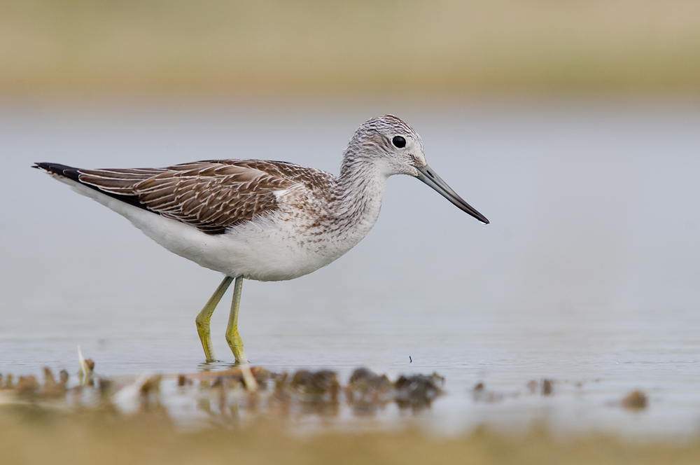 Grünschenkel (Tringa nebularia)