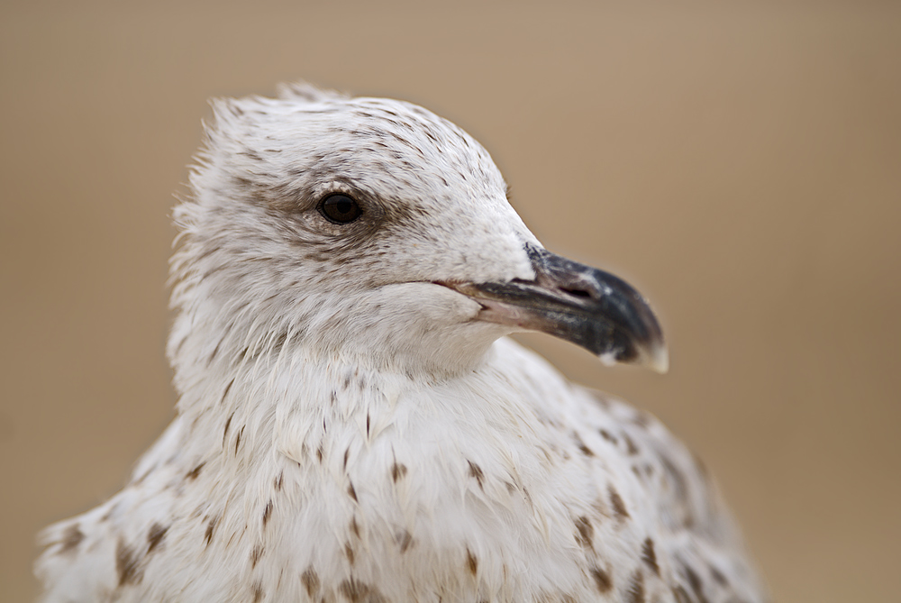 Portrait von einer Möwe