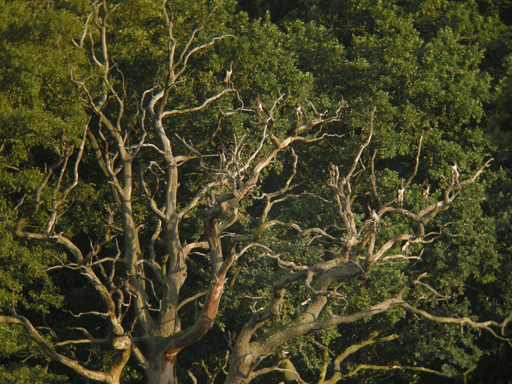 Suchbild