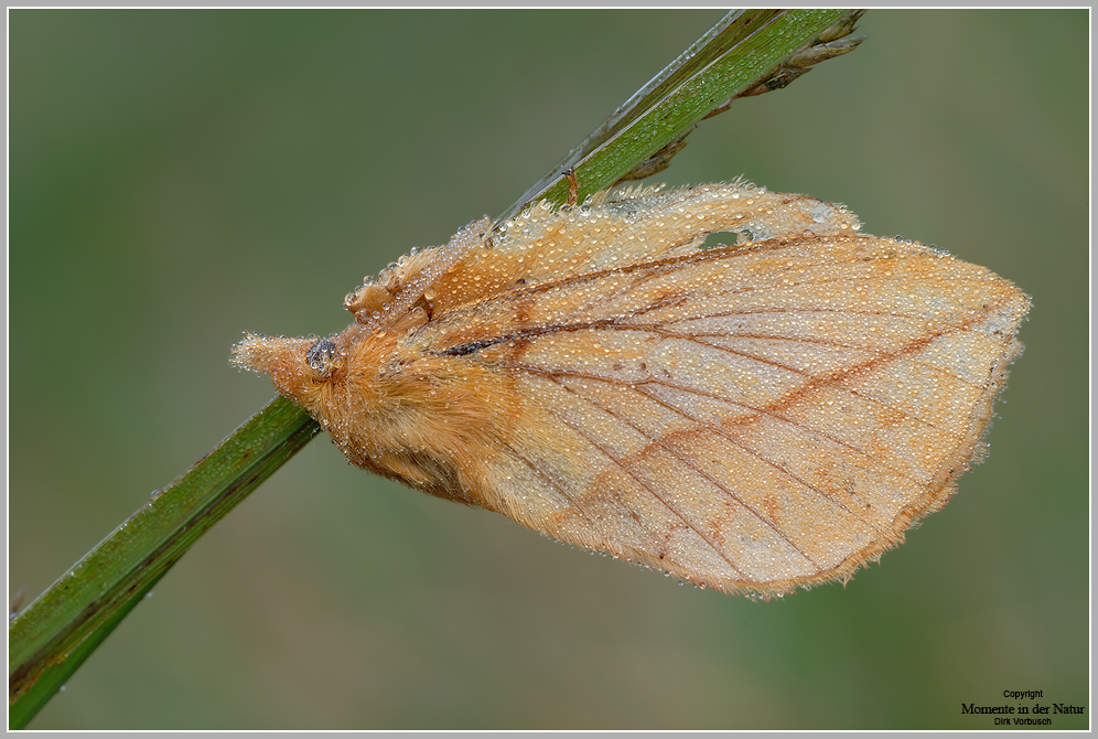 Grasglucke oder Trinkerin (Euthrix potatoria)