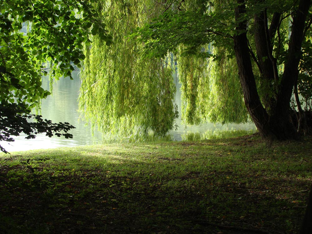 Trauerweide (Forum für Naturfotografen)