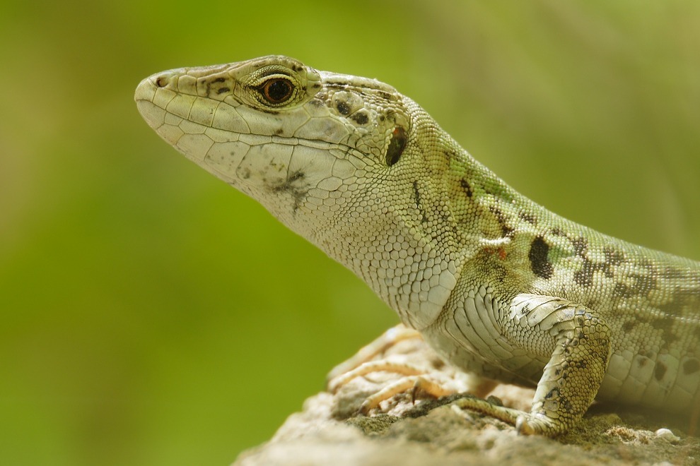 Podarcis sicula