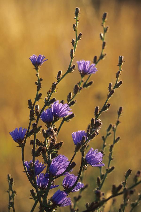 Gemeine Wegwarte (Cichorium intybus) II