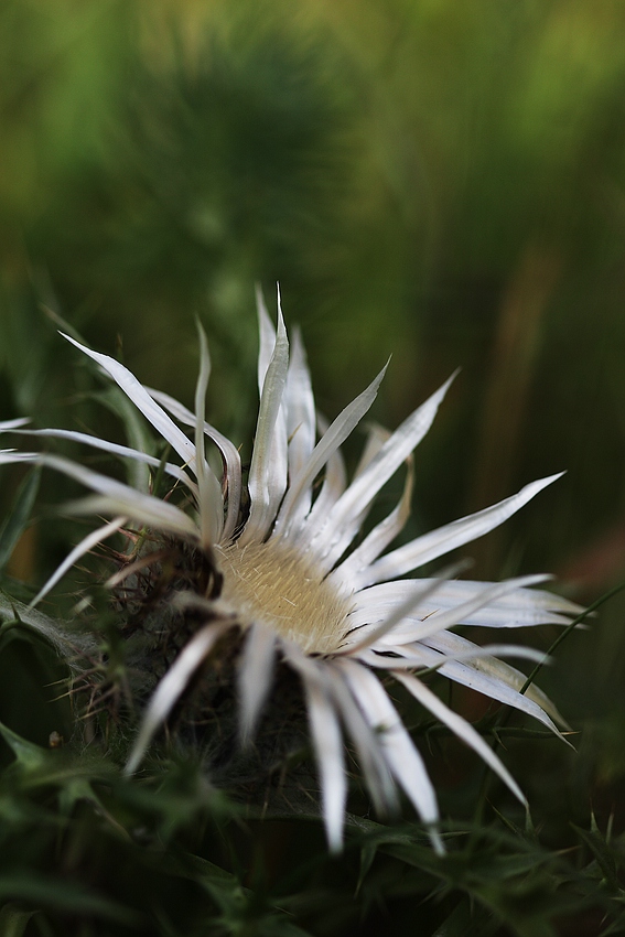 Silberdistel (Carlina acaulis)