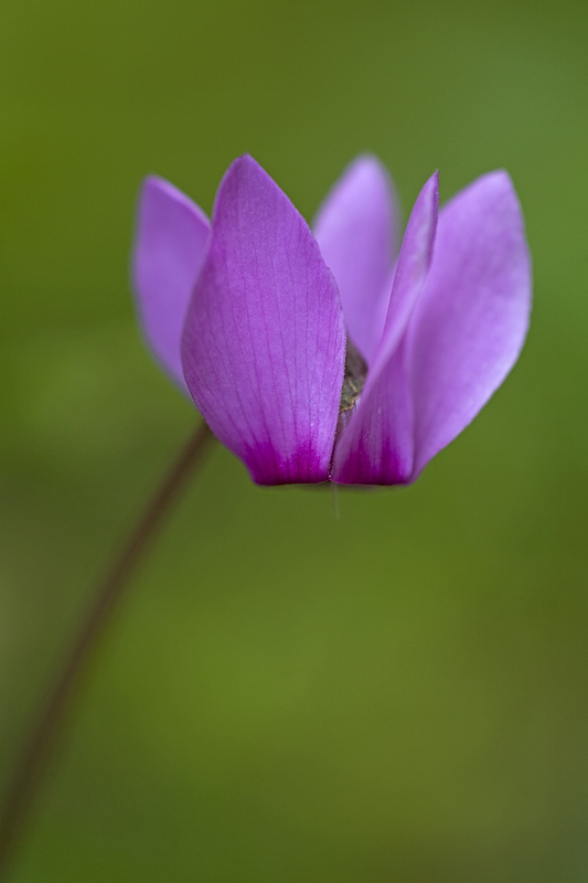 Alpenveilchen