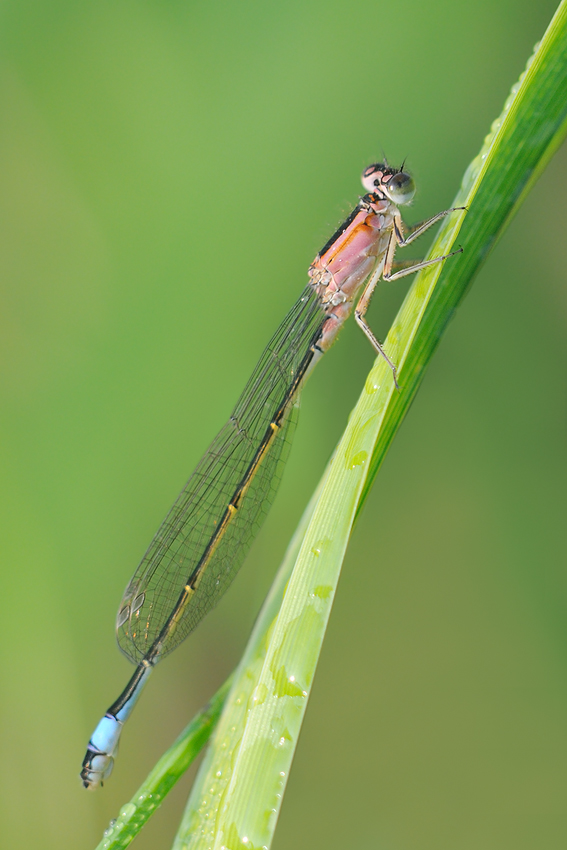 Große Pechlibelle
