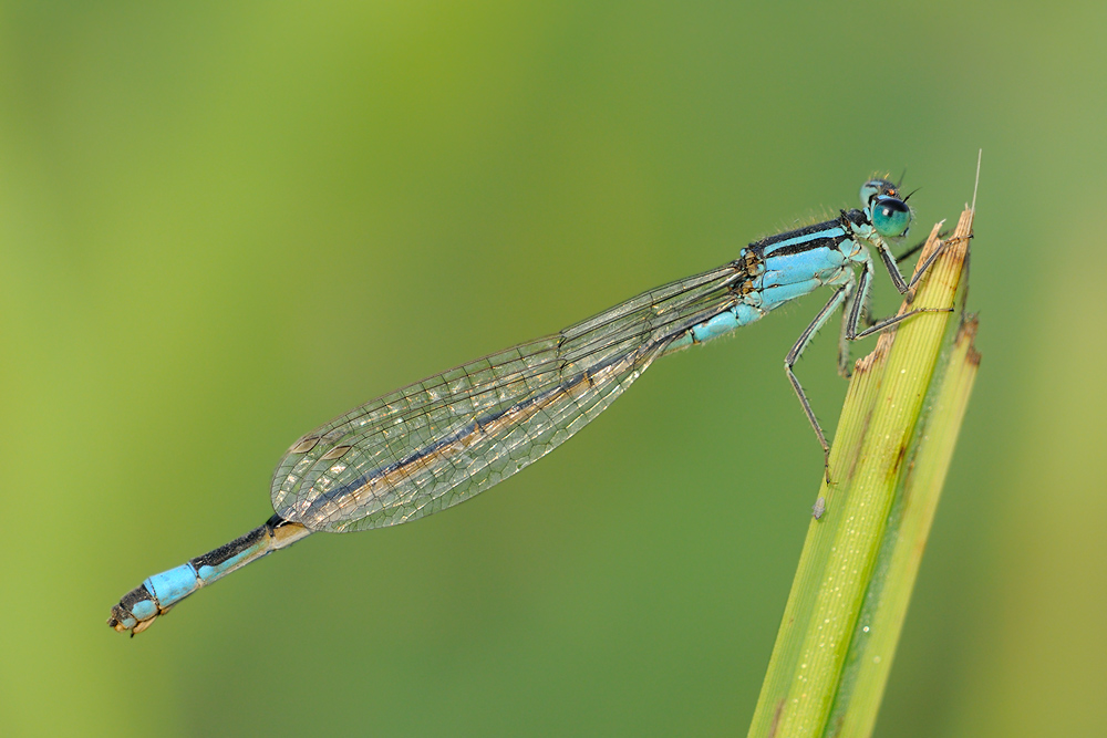 Große Pechlibelle II