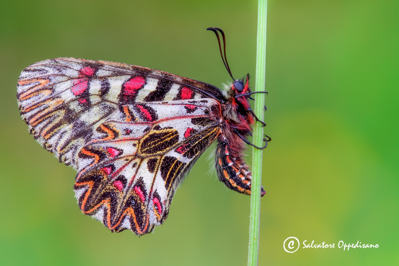 Zerynthia cassandra