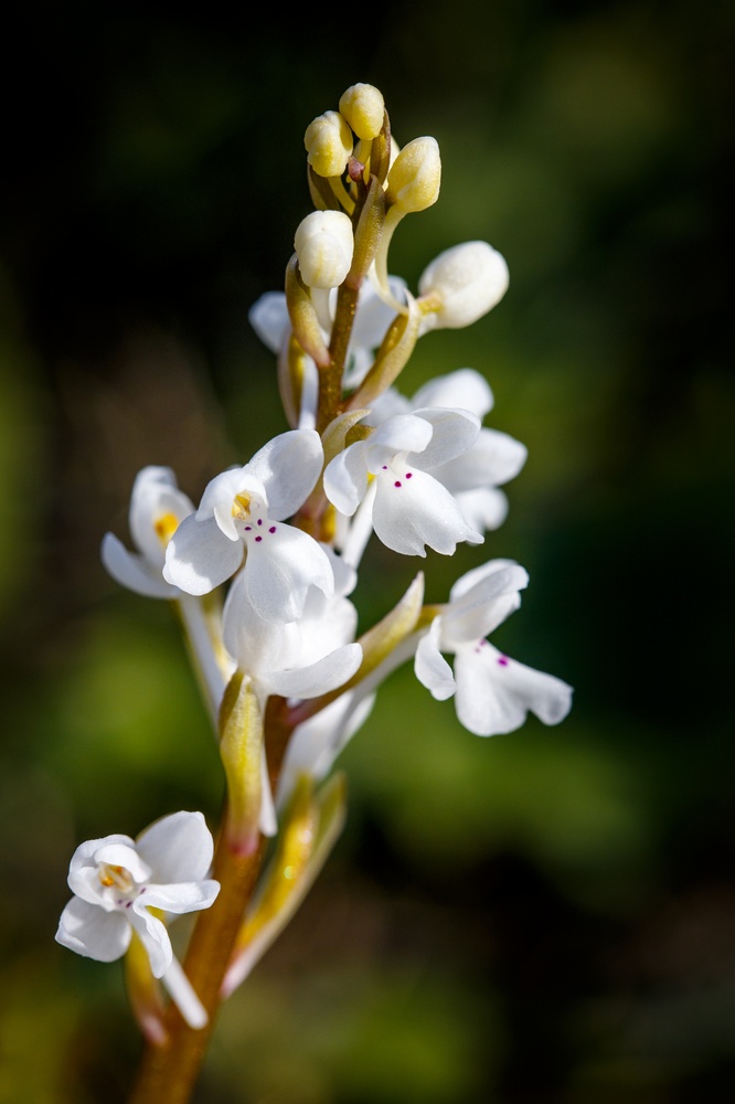 Orchis sezikiana