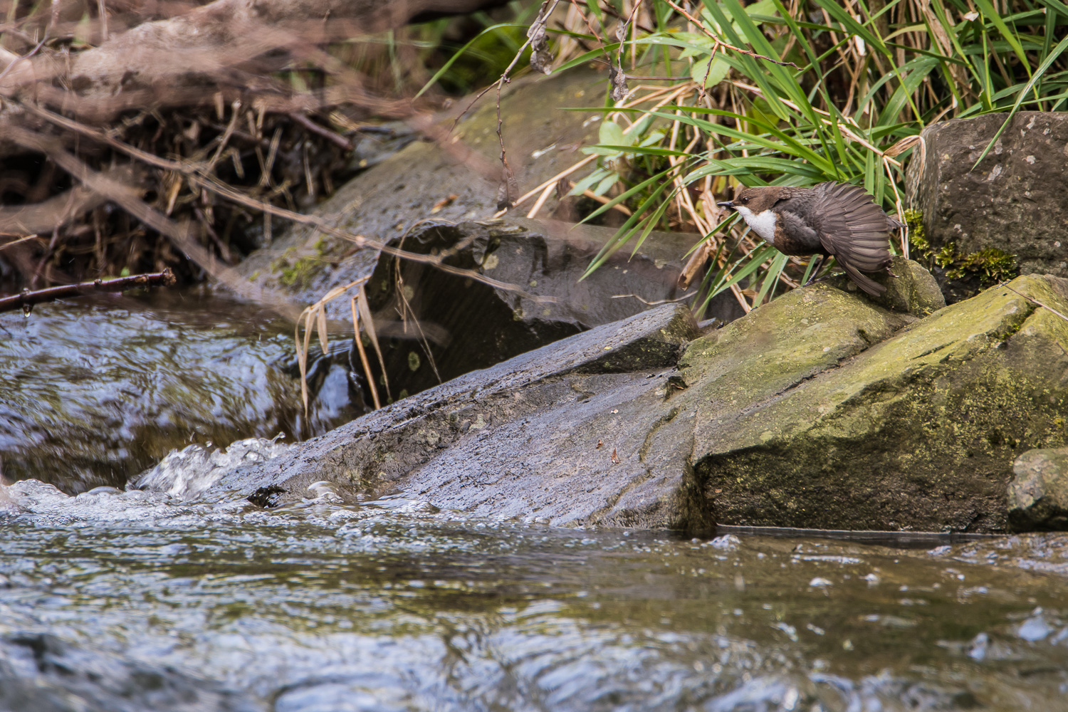 Wasseramsel in ihrem Revier