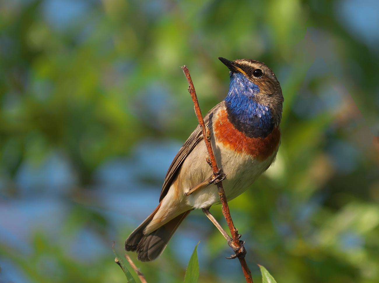 Blaukehlchen