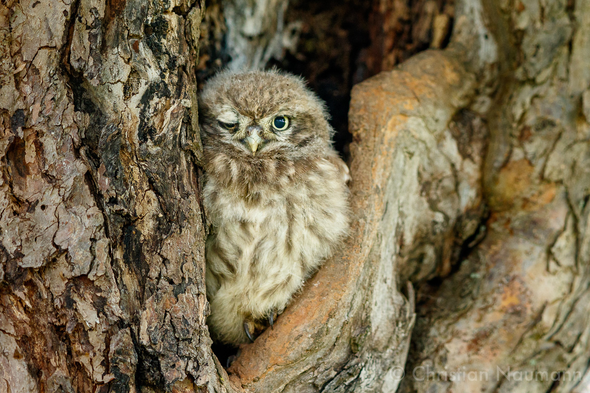 Zwinker  ;-) - Junger Steinkauz (Athene noctua) in der Höhle