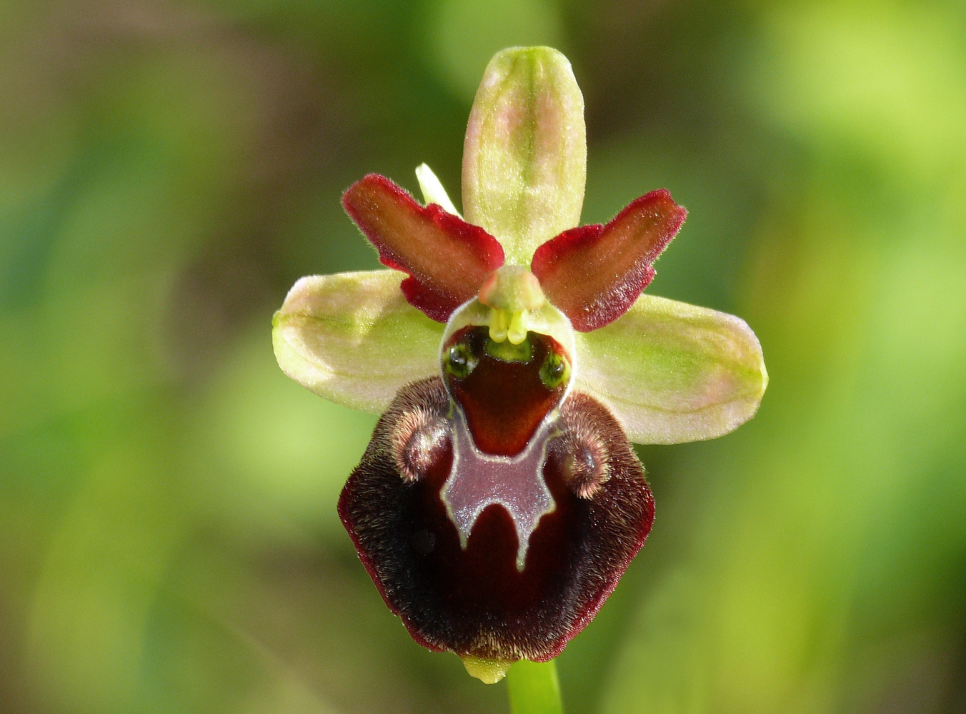 Faszination Ophrys-Hybrid III
