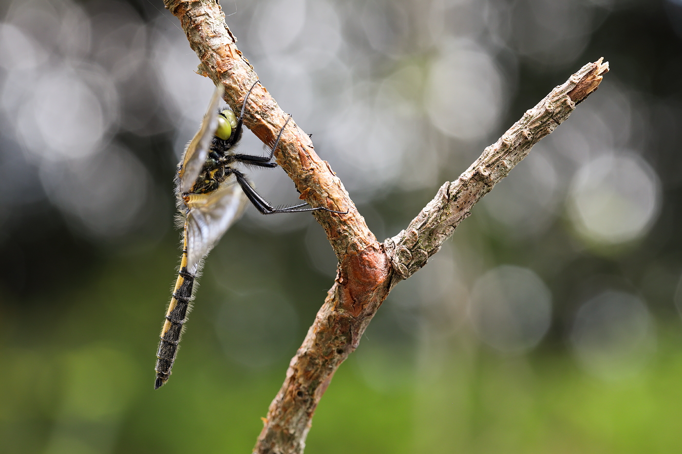 Große Moosjungfer (Leucorrhinia pectoralis)