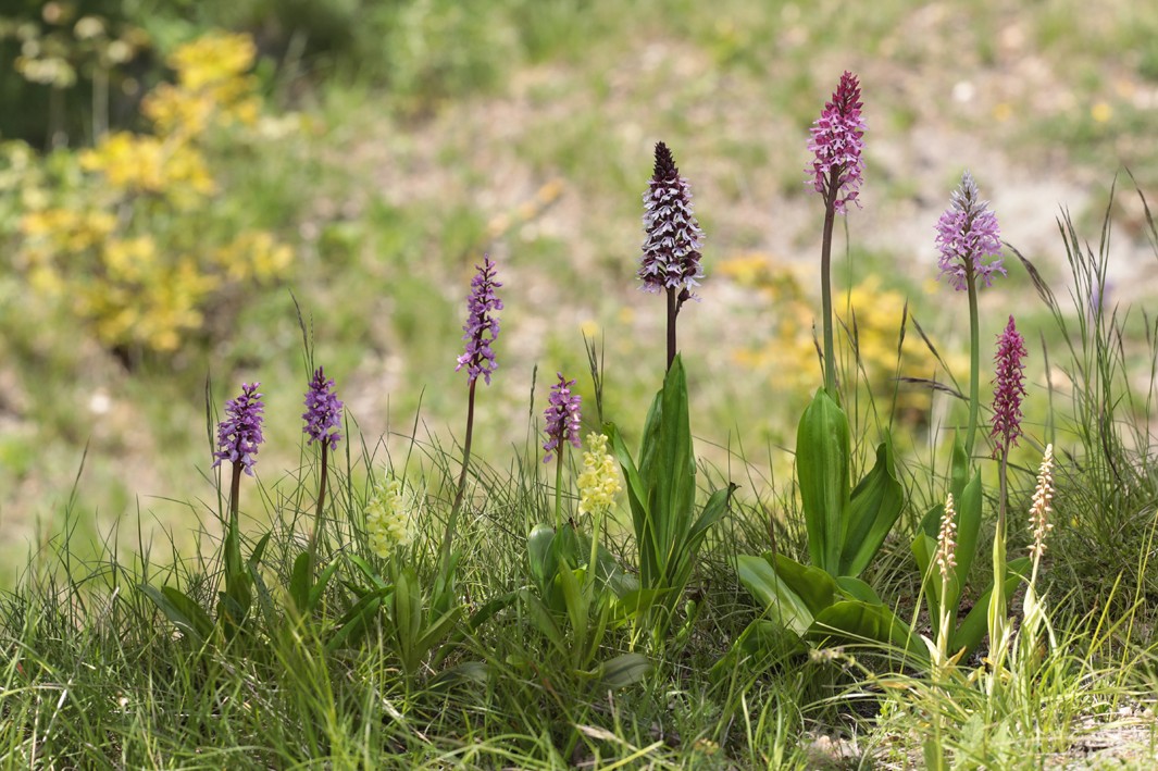 Die Gattung Orchis in Mitteldeutschland