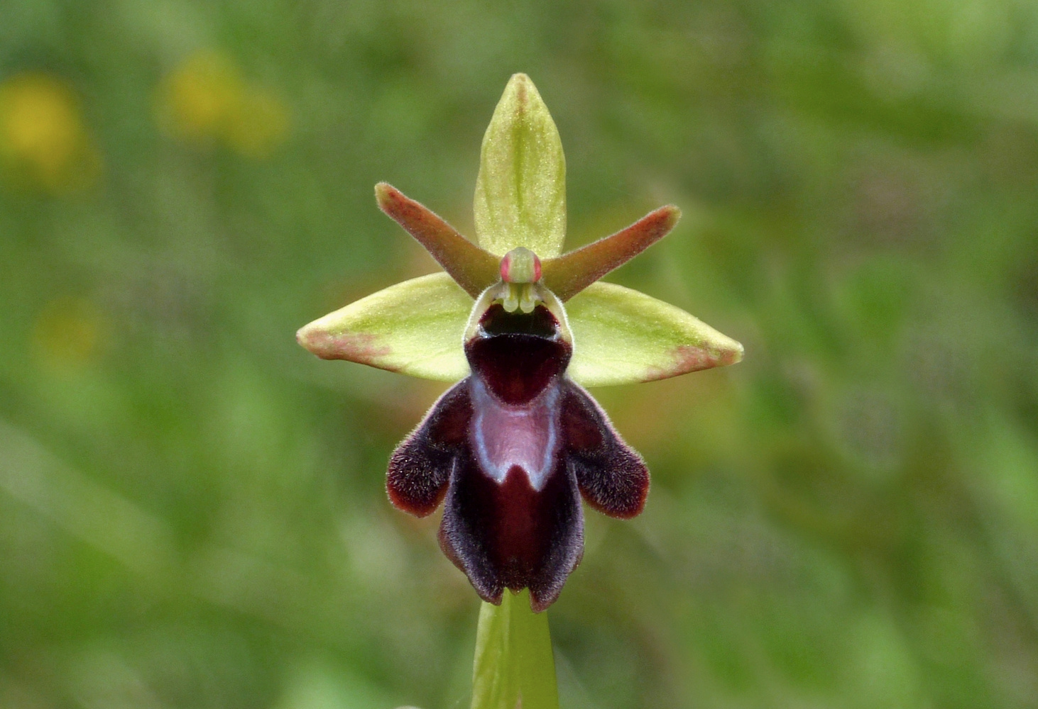 Faszination Ophrys-Hybrid IV