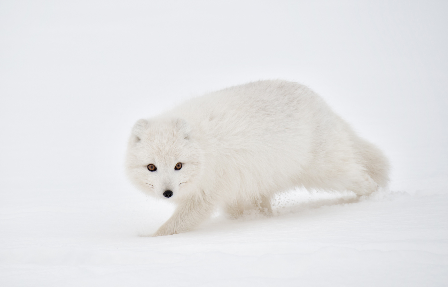 Polarfuchs