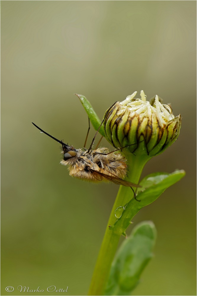 Großer Wollschweber (Bombylius major)