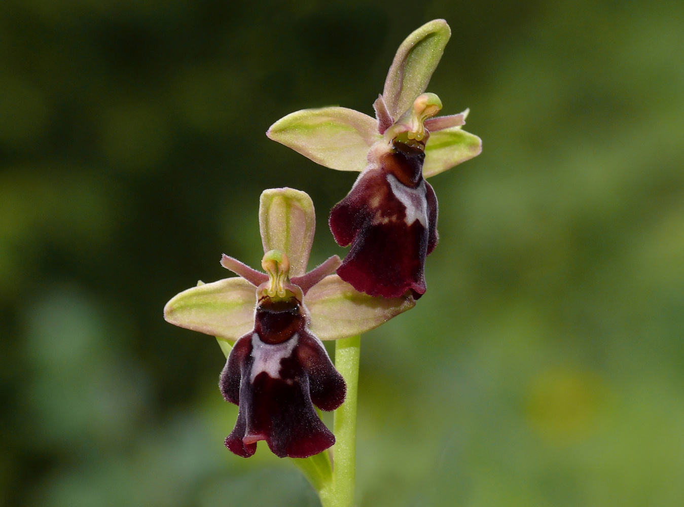 Faszination Ophrys-Hybride V