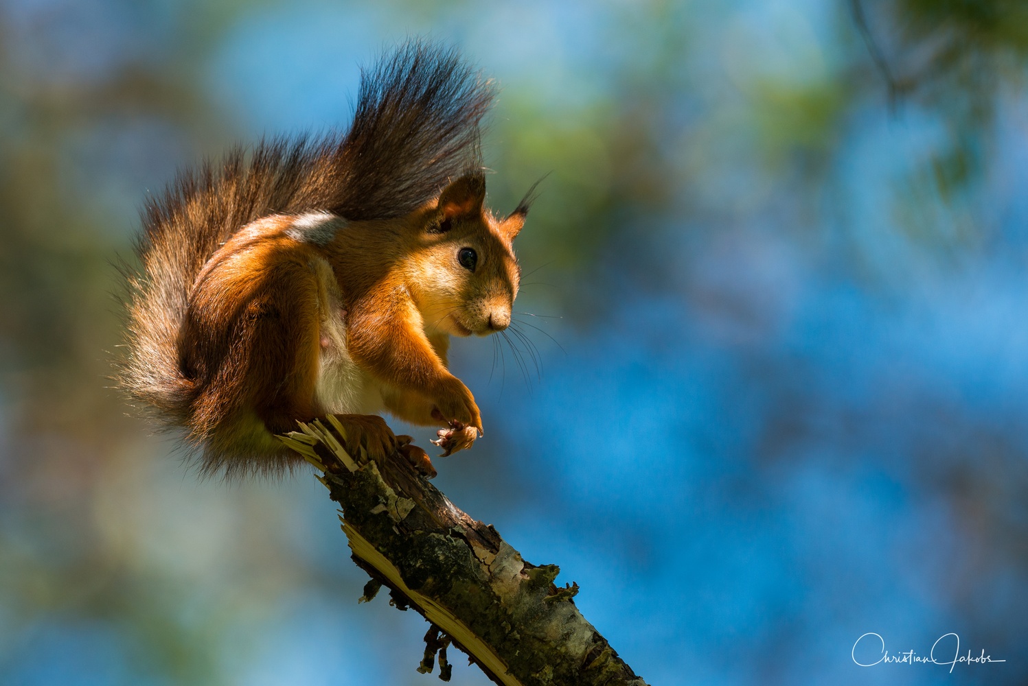 Eichhörnchen am Morgen