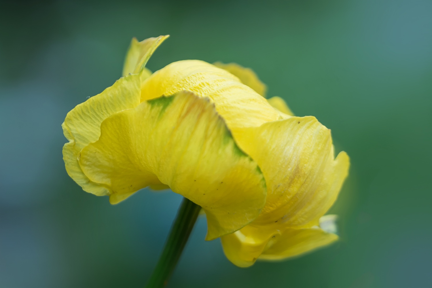 Trollblume