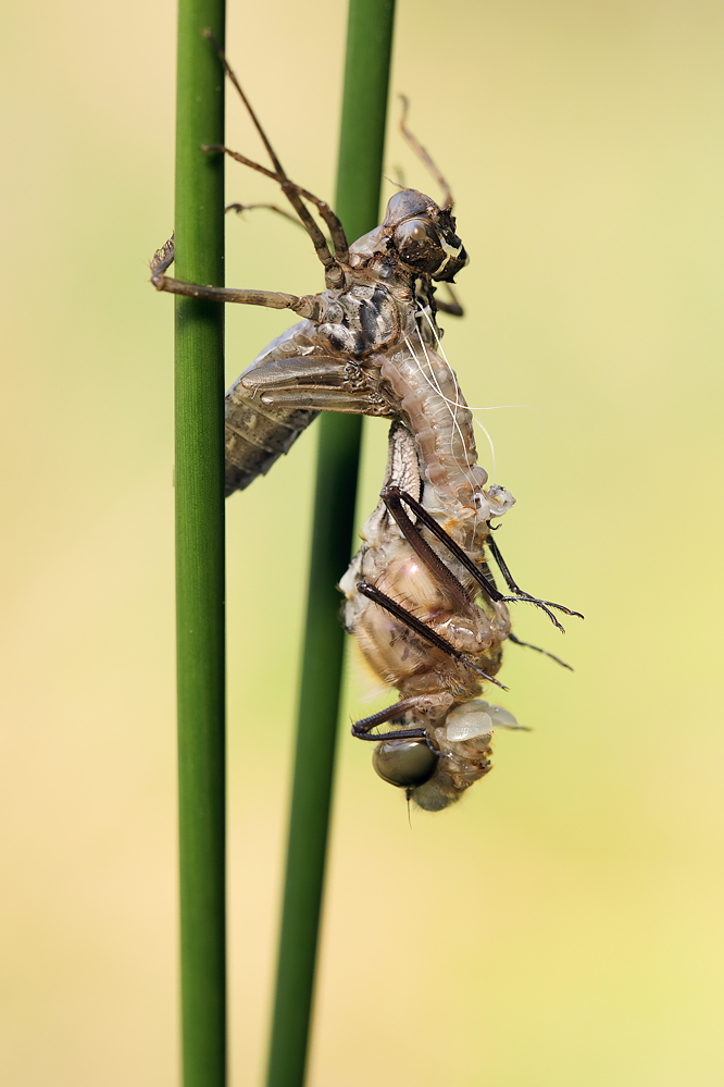 Cordulia aenea