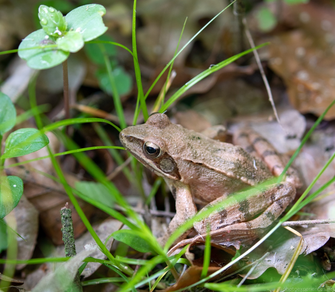 Grasfrosch