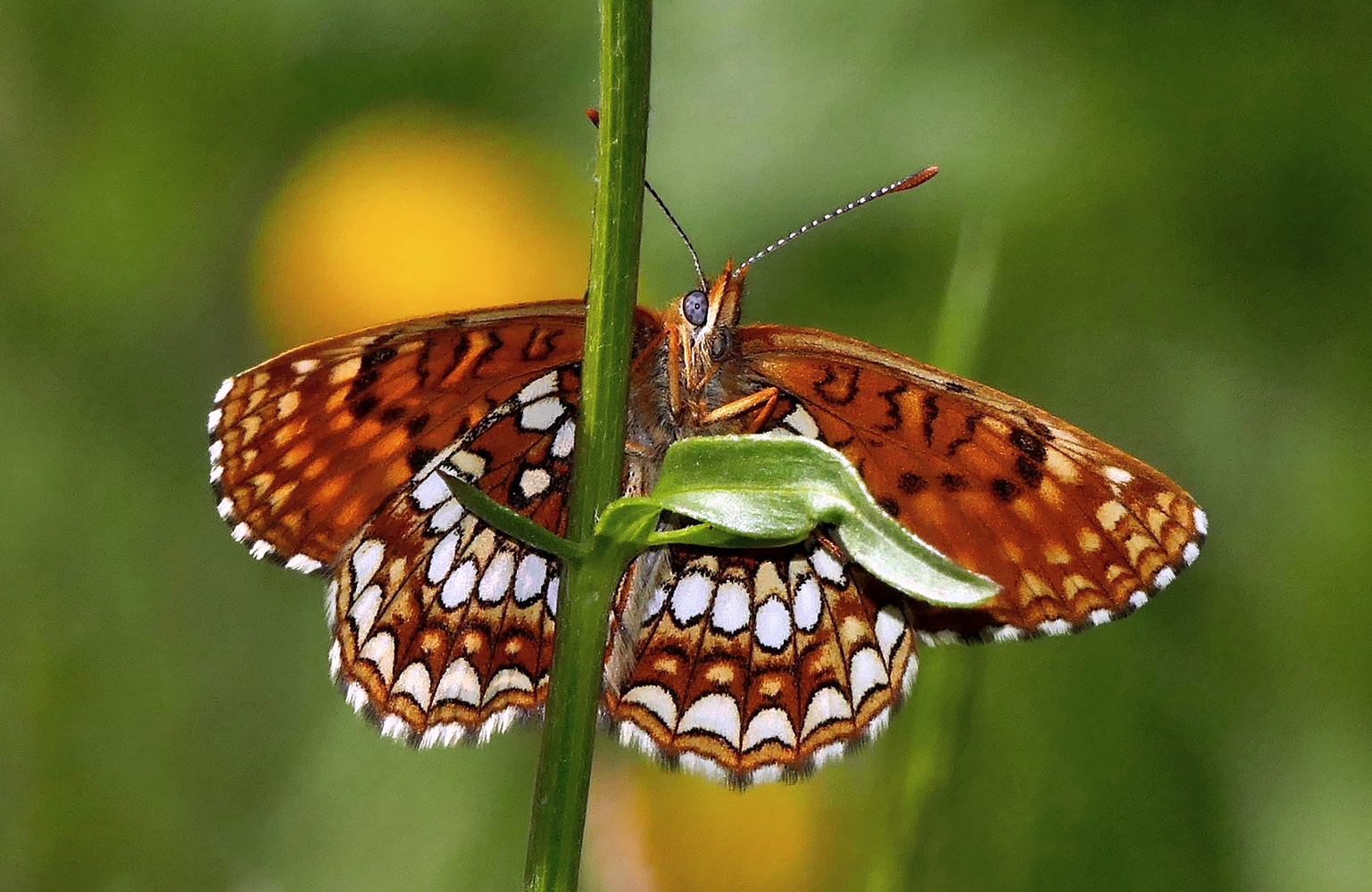 Melitaea diamina