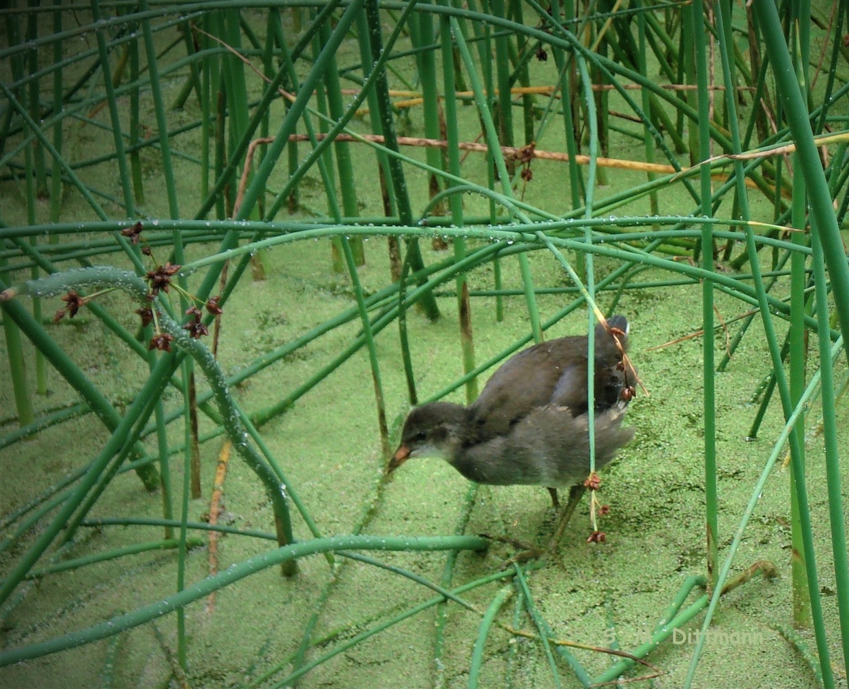 Teichhuhn