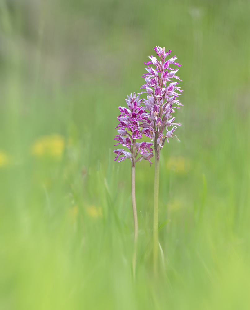 Helm-Knabenkraut (Orchis militaris)