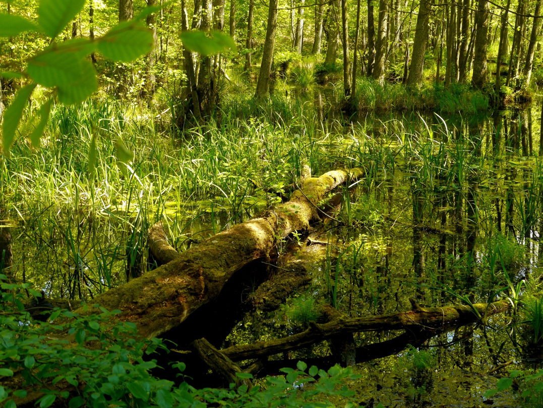 "Urwald" im Briesetal