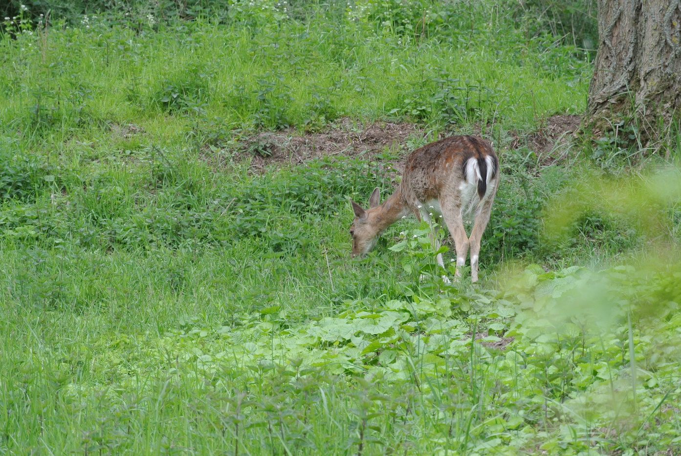 Damwild beim äsen 2