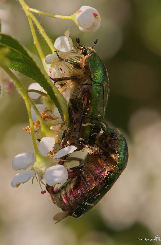 Paarung der Goldglänzenden Rosenkäfer (Cetonia aurata)