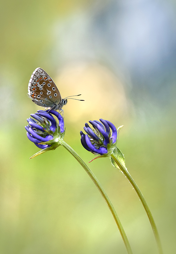 Polyommatus bellargus ...,