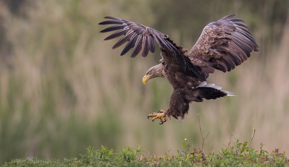 Seeadler als Überraschung