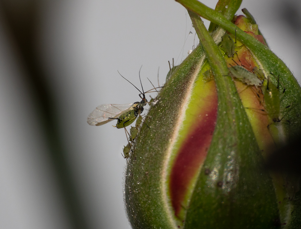 Blattläuse im Garten&hellip; (Forum für Naturfotografen)