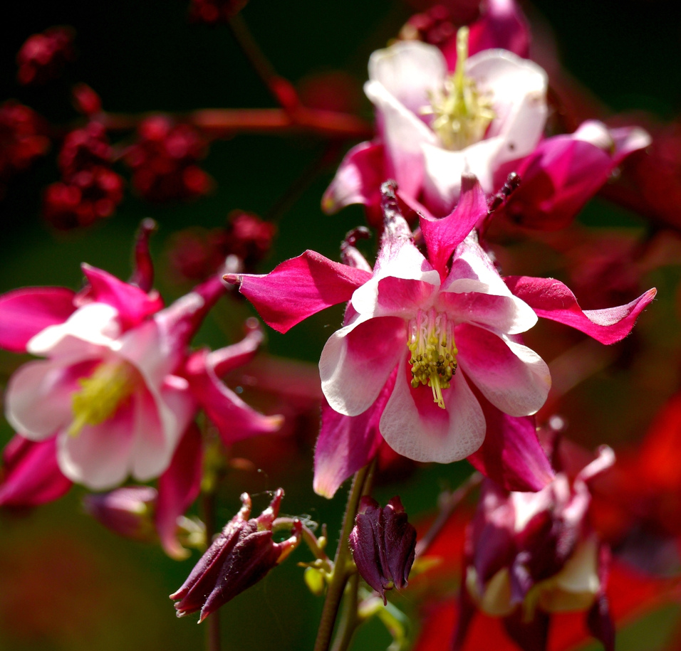 Rot - Rosa - Weiss