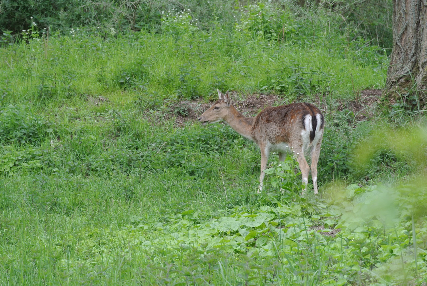 Damwild beim äsen 3