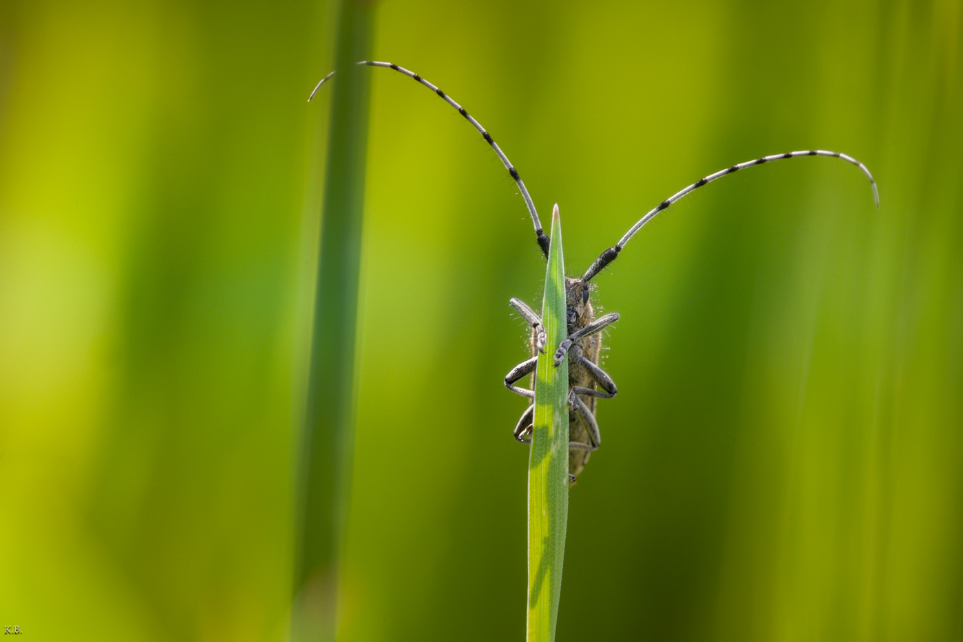 Schlecht versteckt