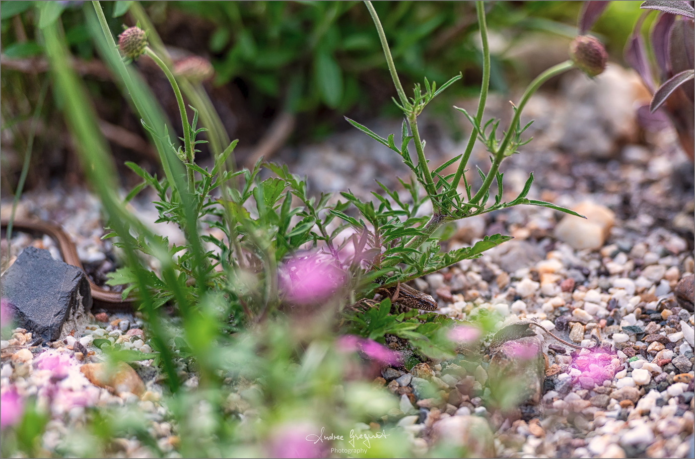 Gartenbesucher