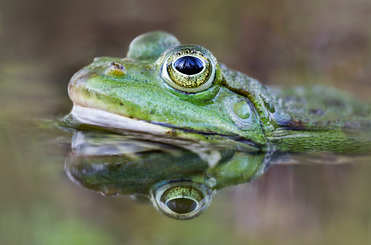 Portrait Grünfrosch