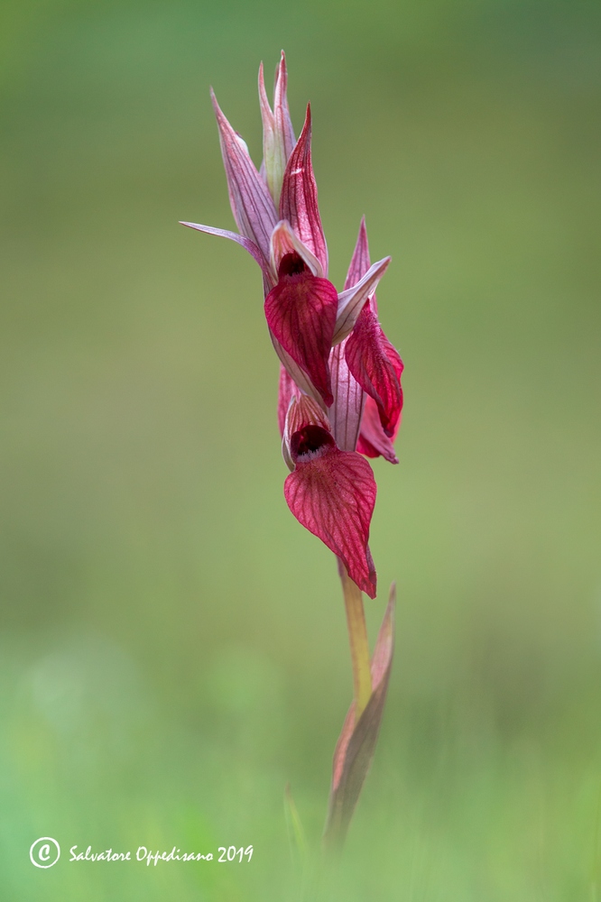 Serapias cordigera