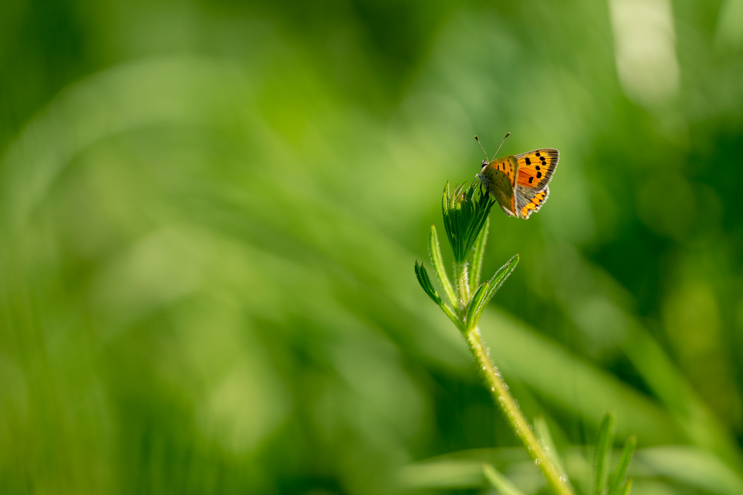 Kleiner Feuerfalter (Lycaena phlaeas)