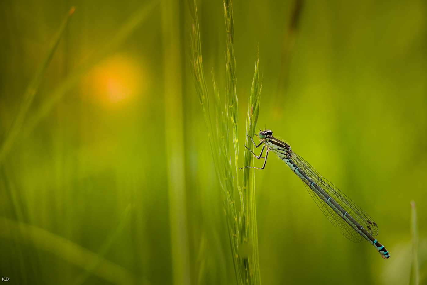 Klein-Libelle im Grün