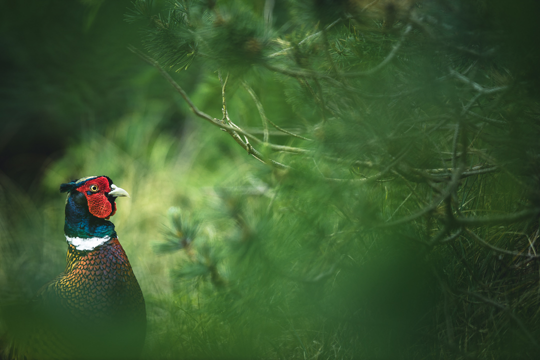 Fasan (Forum für Naturfotografen)