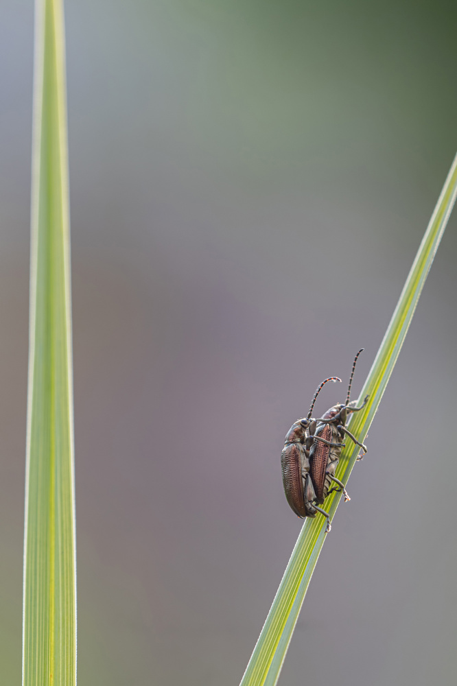 Schilfkäfer (Donacia semicuprea)