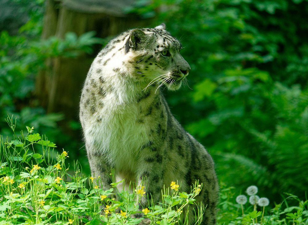 Schneeleopard