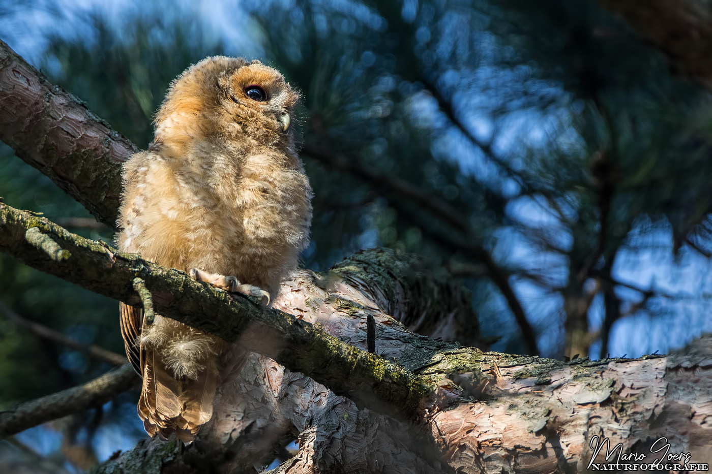 Ästling in seinem Habitat